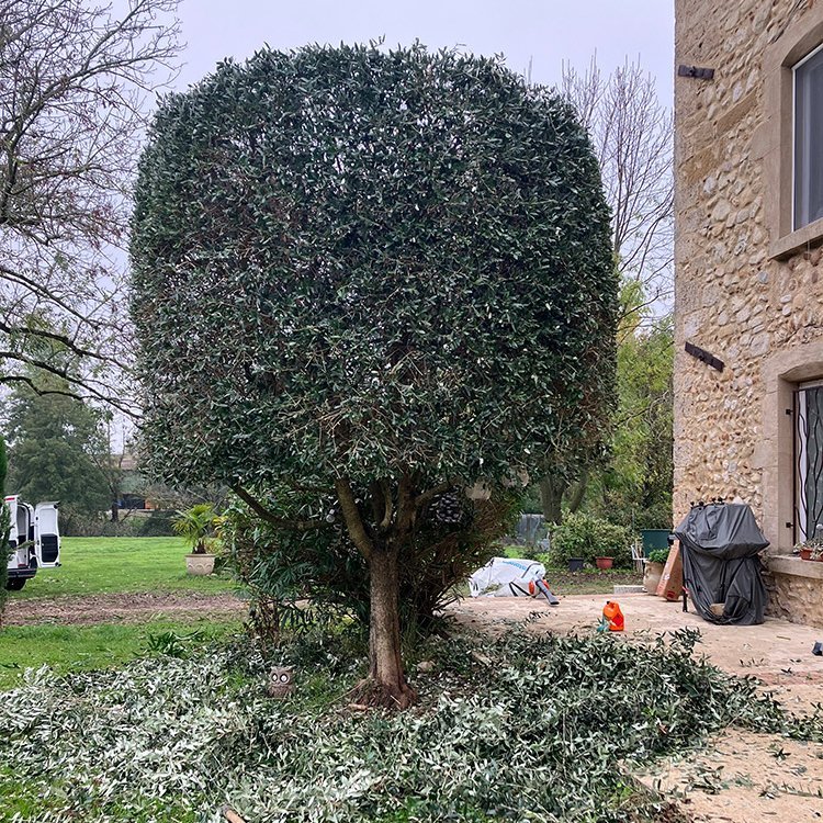 <strong>Taille d'olivier</strong> <small>© Philippe Serre</small>