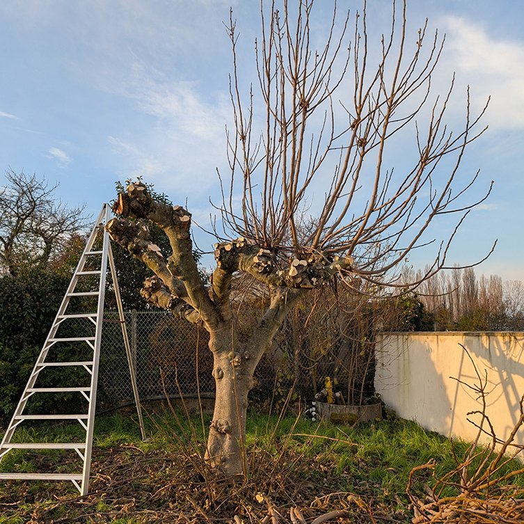 <strong>Élagage</strong> <small>© Philippe Serre</small>