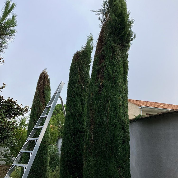 <strong>Taille de cyprès</strong> <small>© Philippe Serre</small>