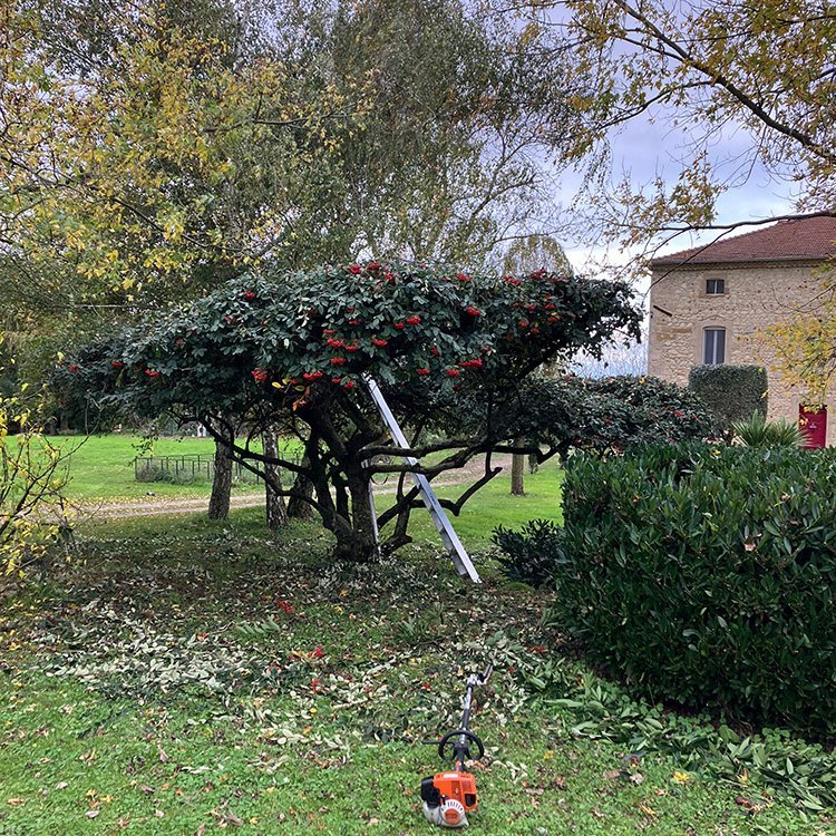 <strong>Taille</strong> <small>© Philippe Serre</small>